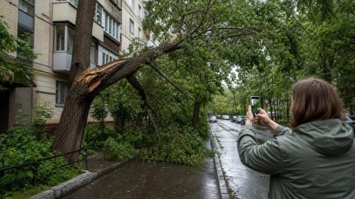 Киянка з безпечної відстані фотографує тріснуту гілку дерева після негоди
